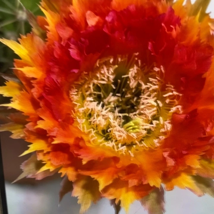 香香橙红羽毛侧芽2.5-3公分左右