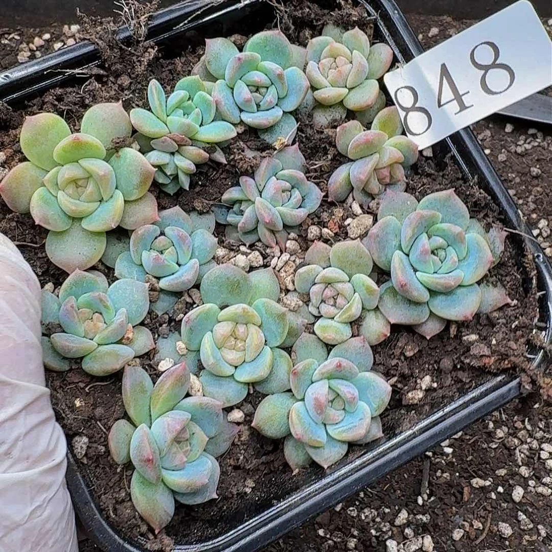 多肉植物多肉植物848