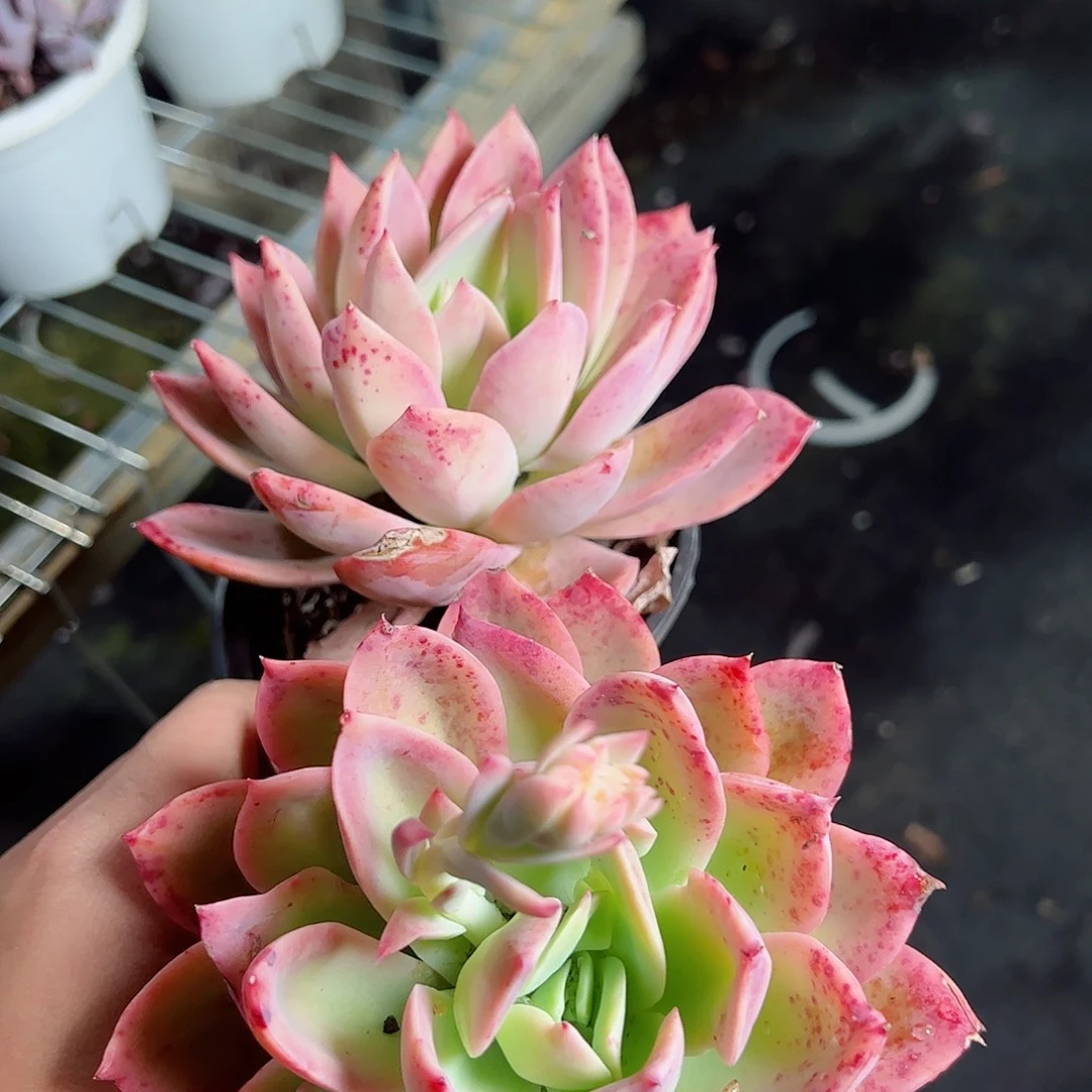 金辉单头两盆老桩