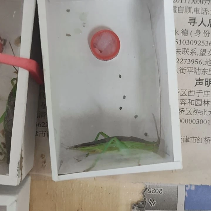 短须霍氏一个啊啊啊