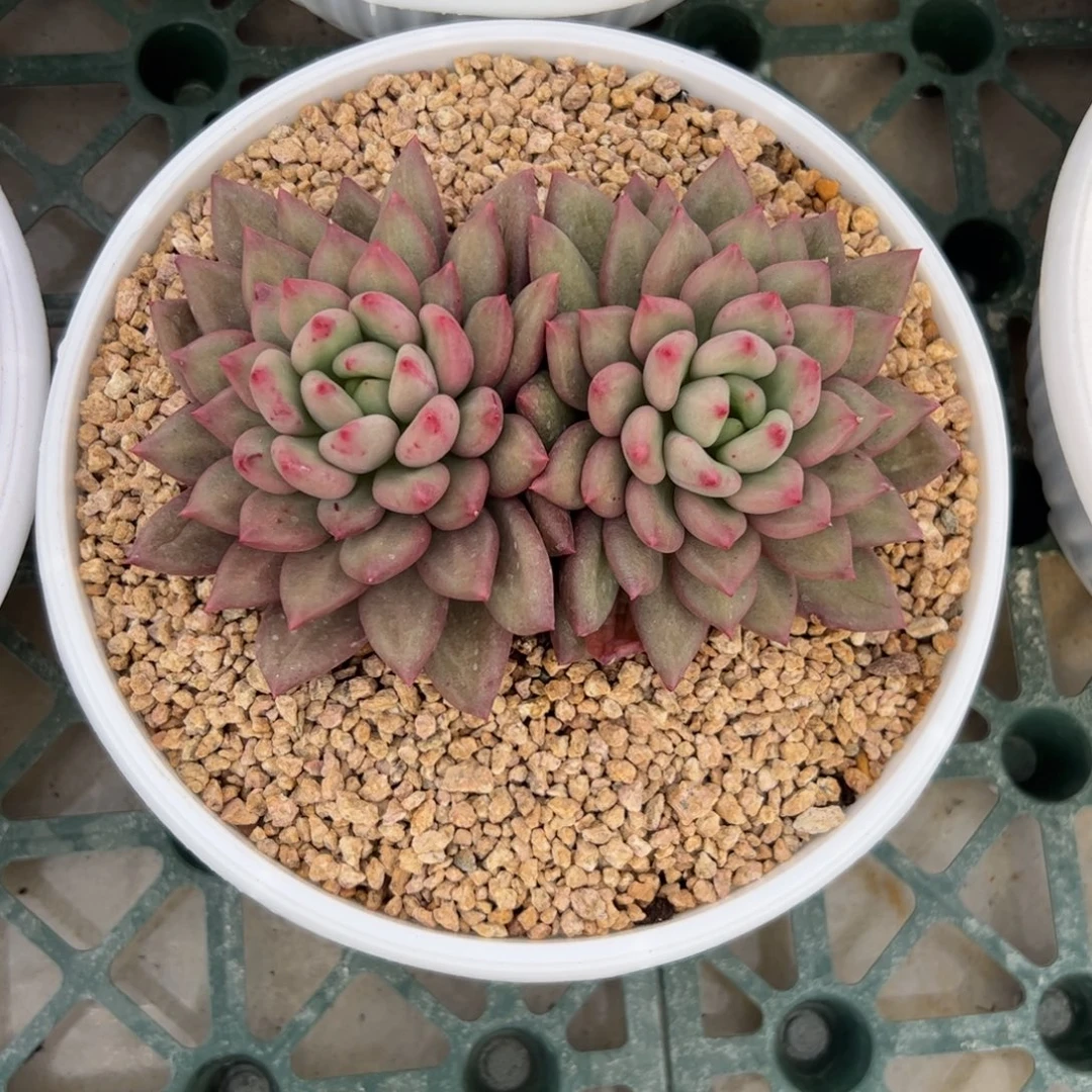****l双头米其林多肉植物