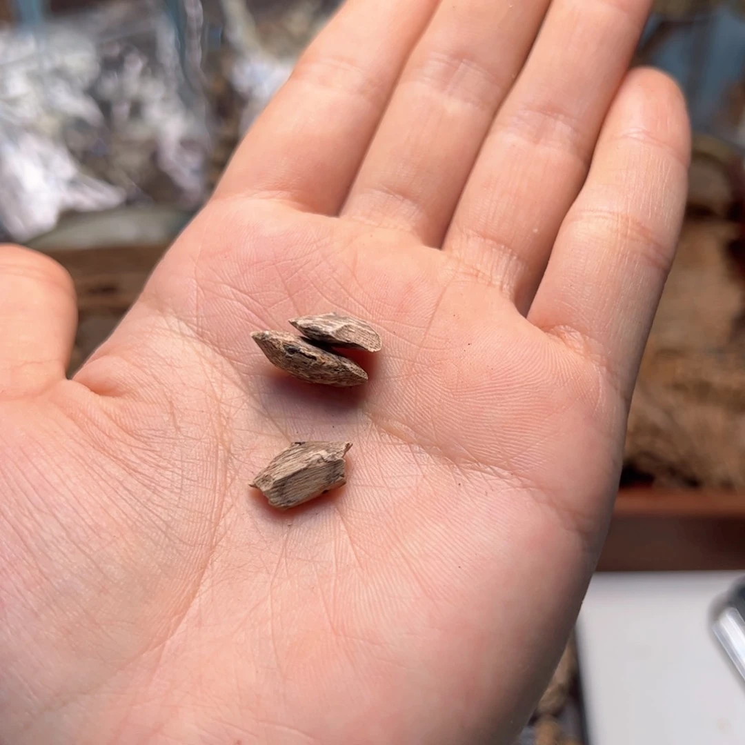 木：赠：海南瓜子香料一份