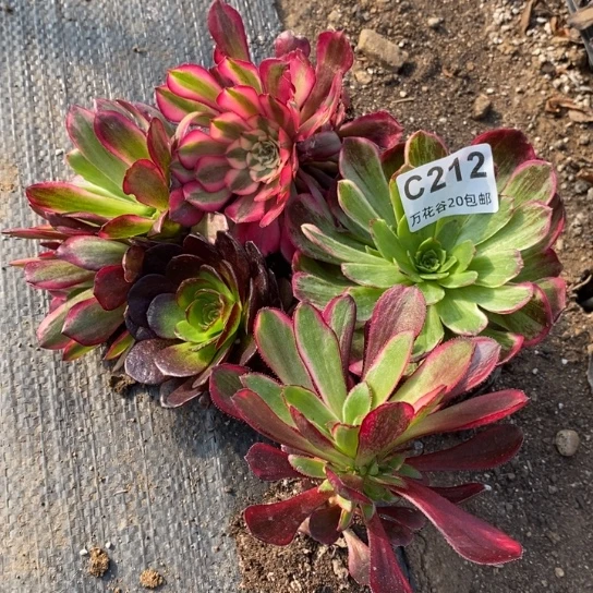 212五颗多肉植物