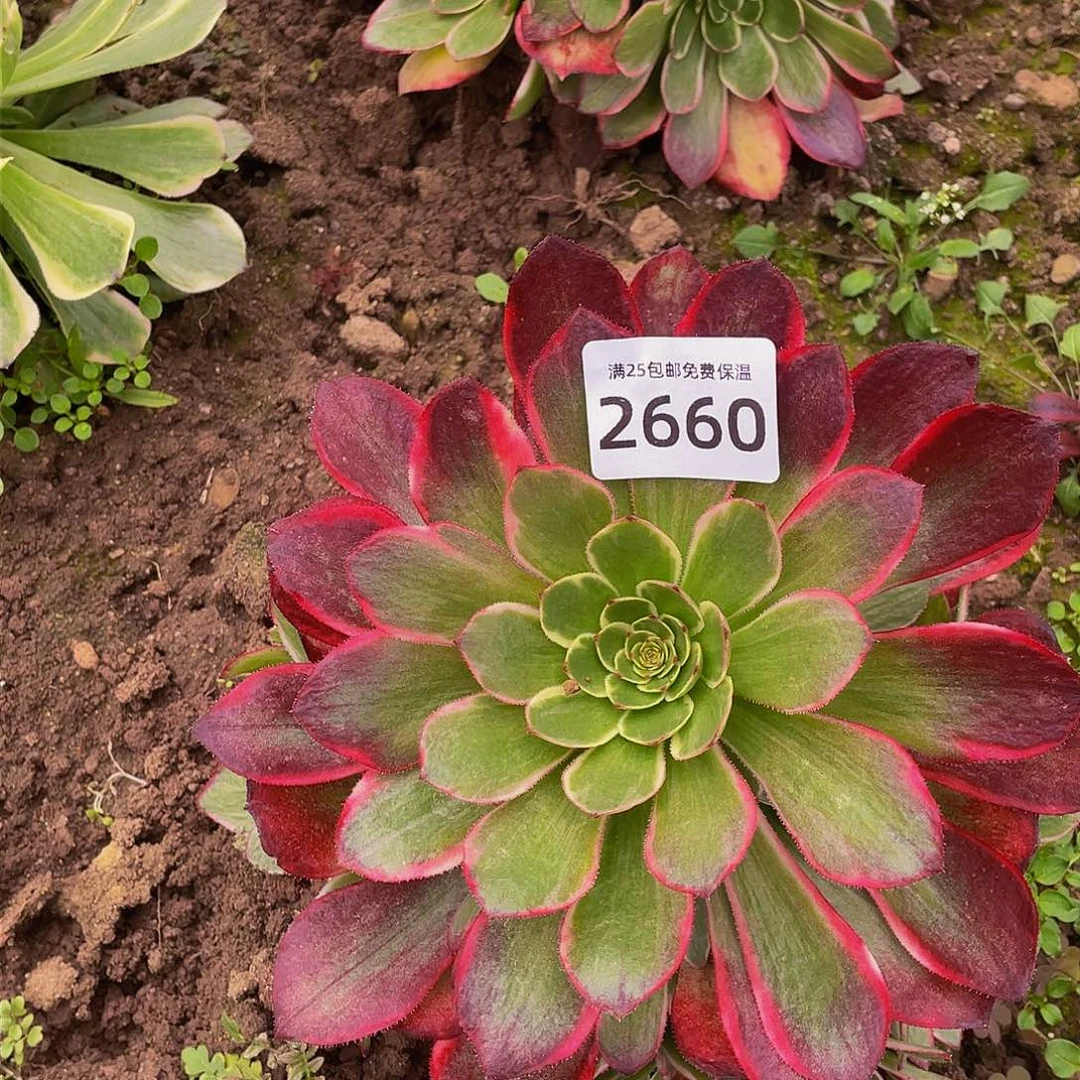 2660粉花妖多肉植物