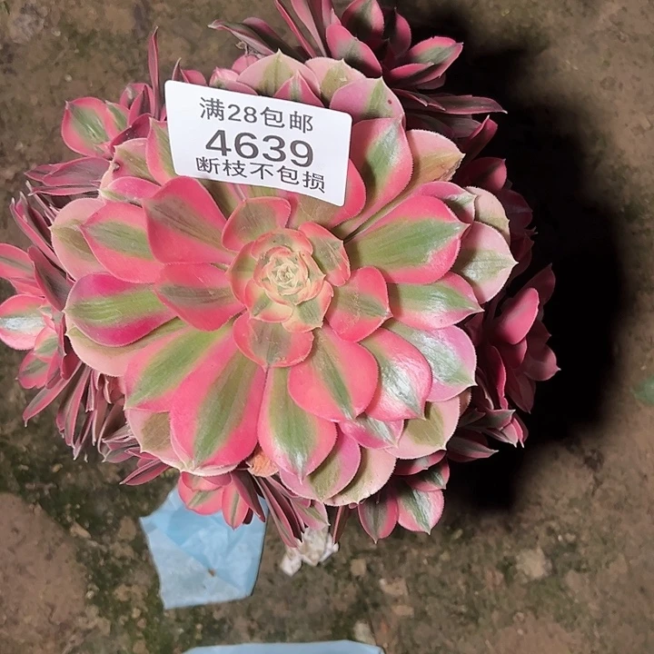 4639粉女巫多肉植物