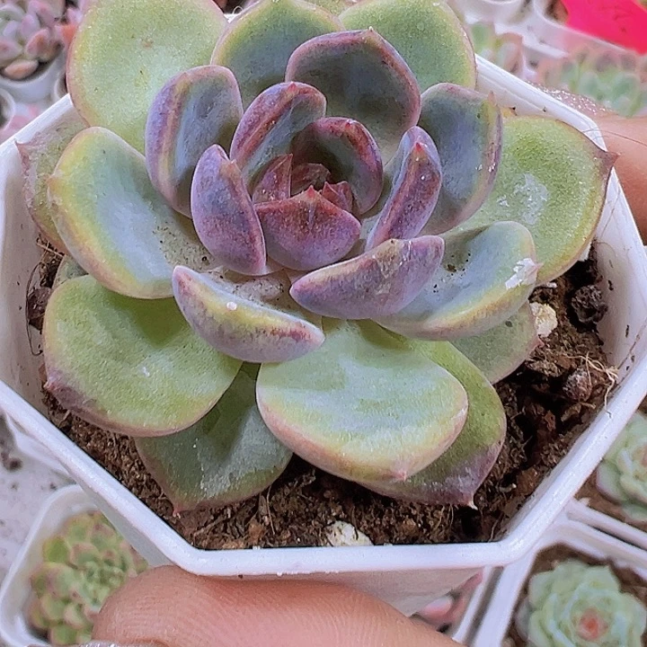 黑橙19包邮多肉植物