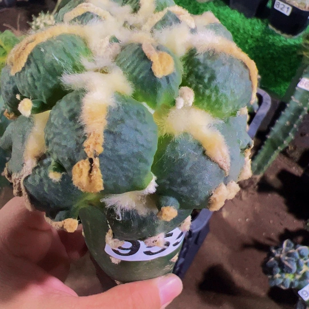 中***涛无花朵蛋叉尤怒涛牡丹955