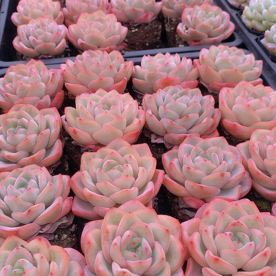 两颗泡芙3356788999