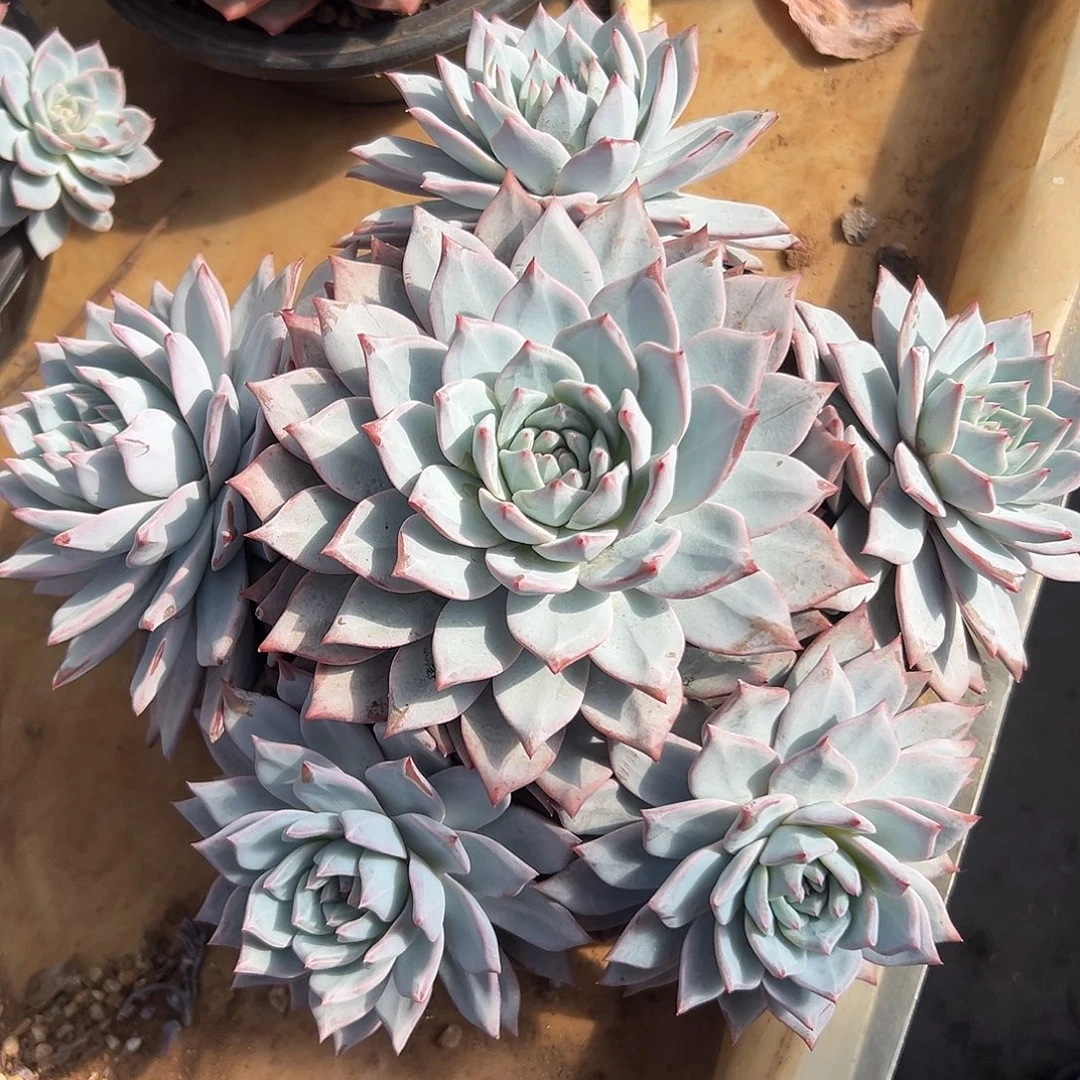 粉蓝鸟捧花无坎一物一拍