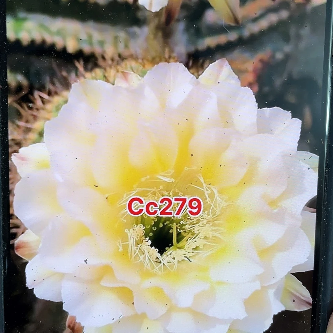 Cc279自根球5公分以上带盆土