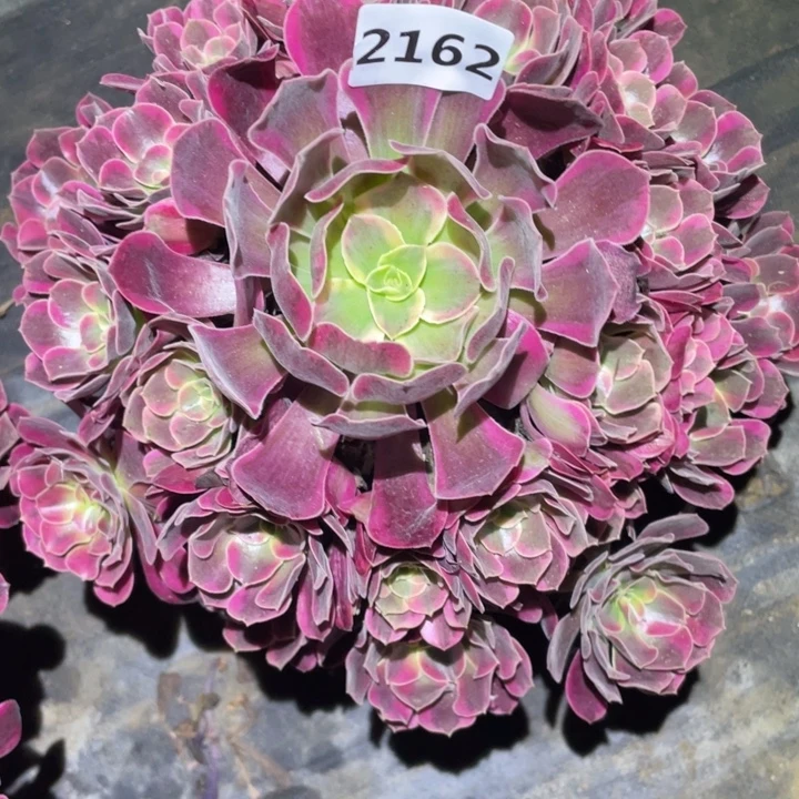 绚****凤冠2162号多肉植物