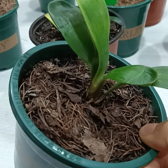 无花朵特色花卉君子兰小苗