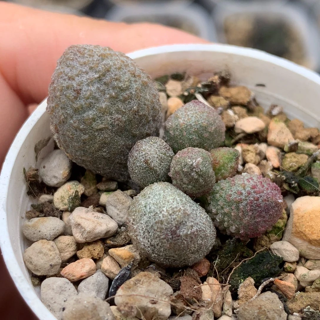 实生水泡一物一拍
