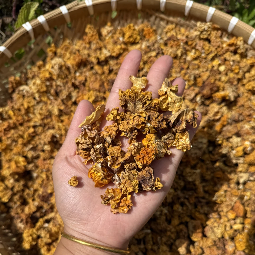 ［中秋好礼］西藏波密山货金耳参