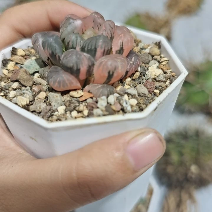 一物一拍，极品锦！！！