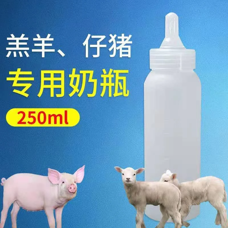 景川牧阳羔羊小奶瓶畜牧