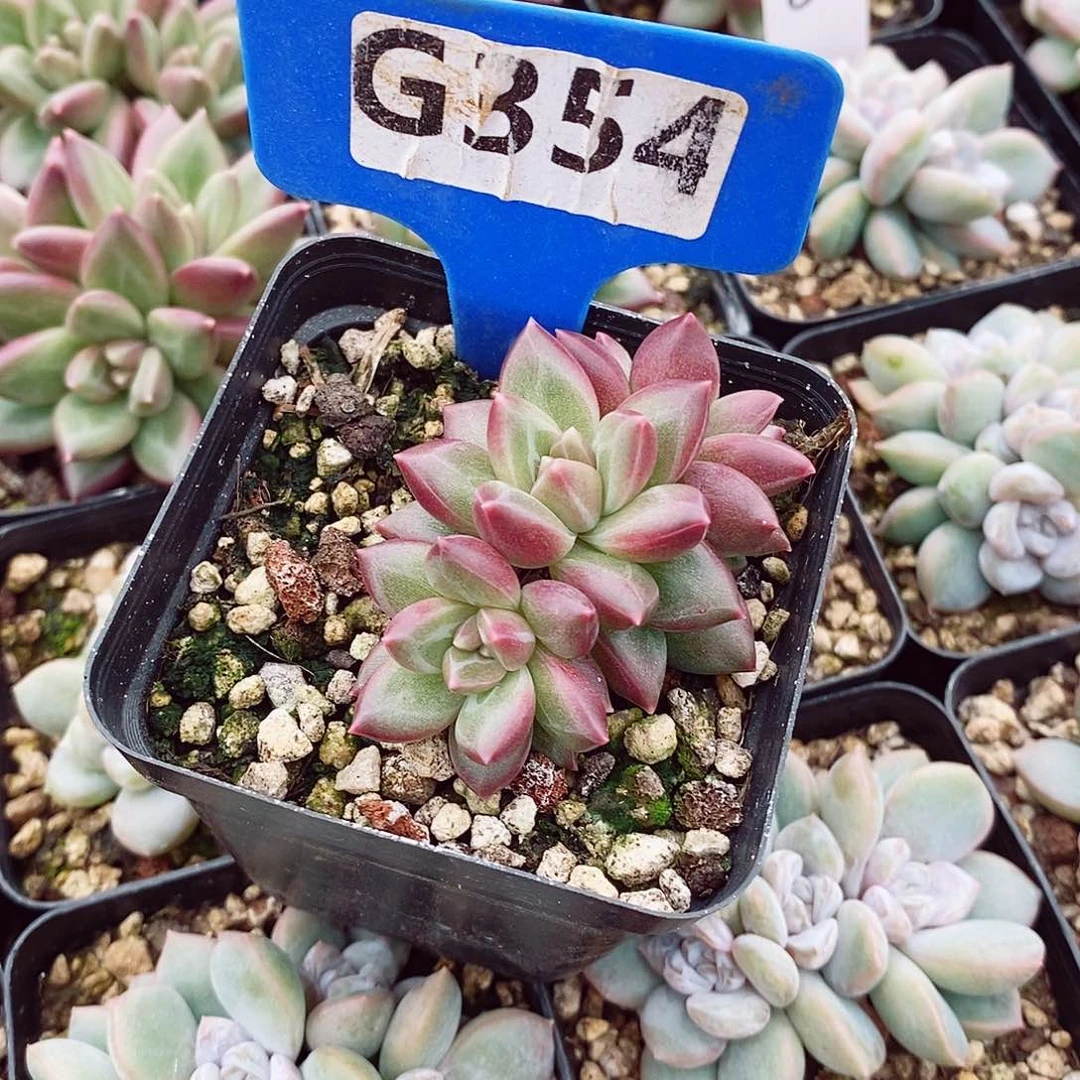 白****?迷雾泡泡6cm多肉植物