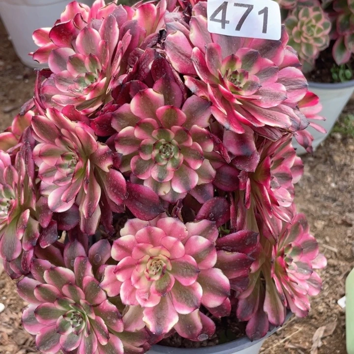 开**好471多肉植物美姬