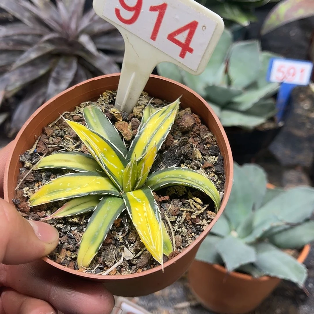 世之雪乳中斑龙舌兰