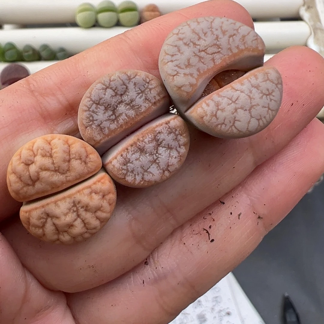 12.22好看的多肉脱土发货411