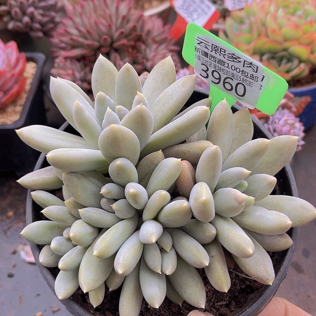 3960哥特萝莉多肉植物