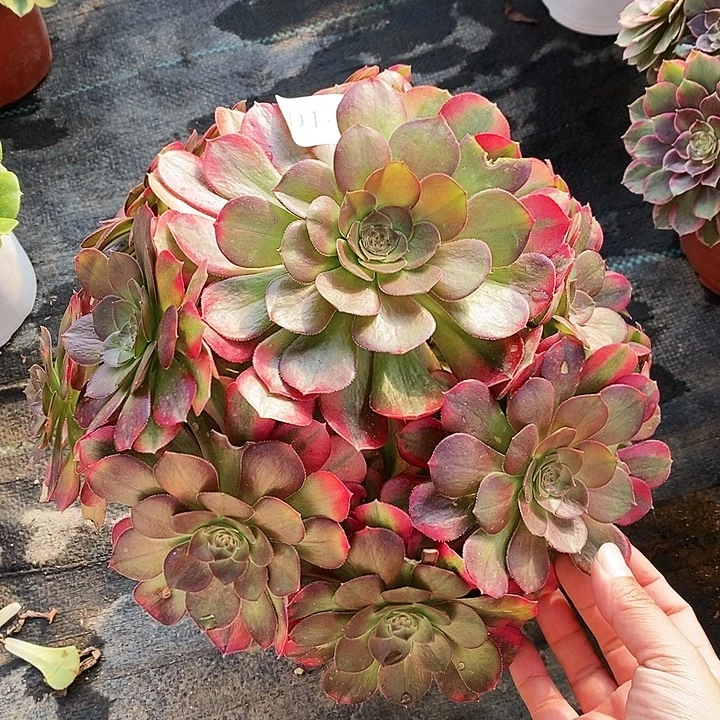 1426雨荷多肉断侧枝不包