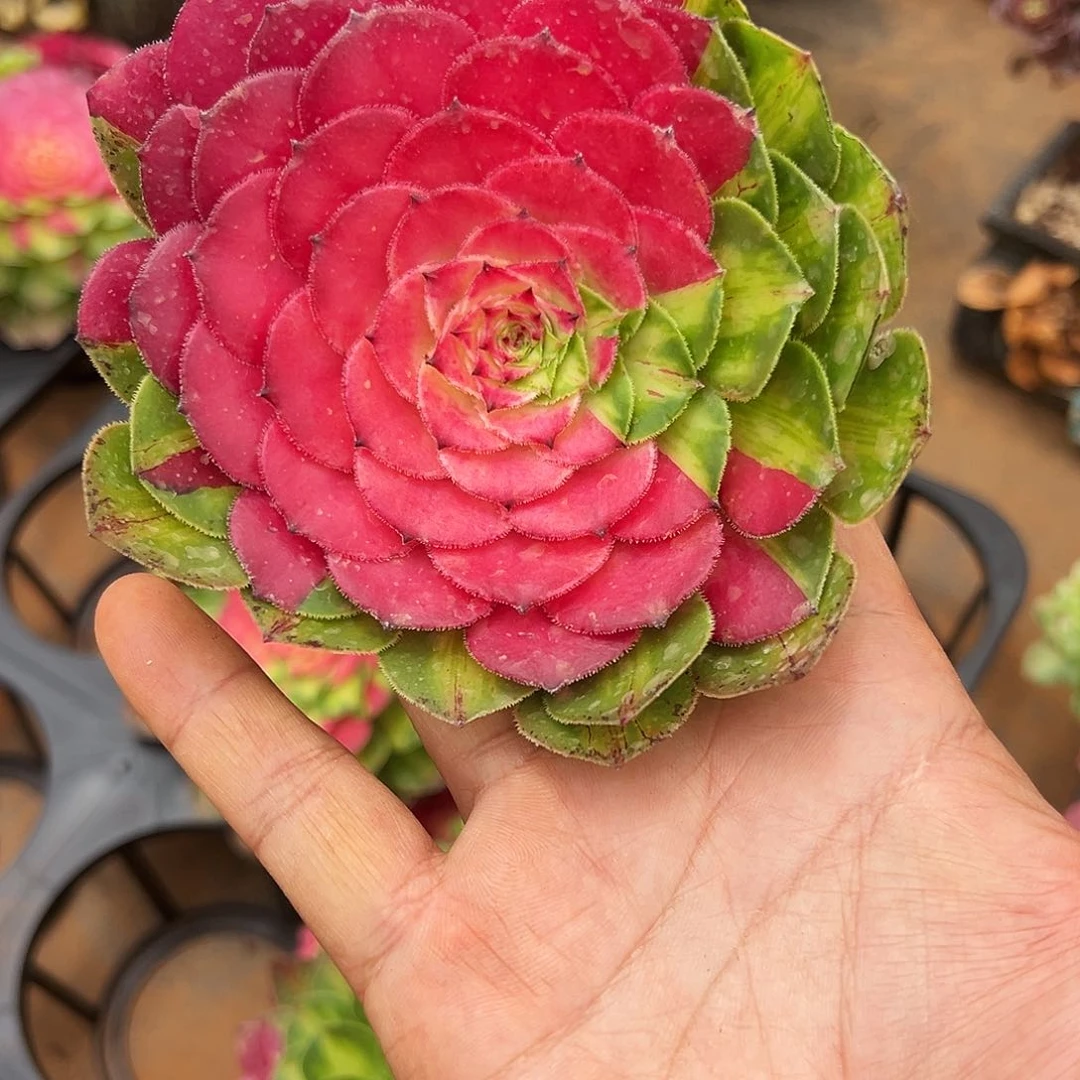全部花朵p*精品多肉植物知否砍头