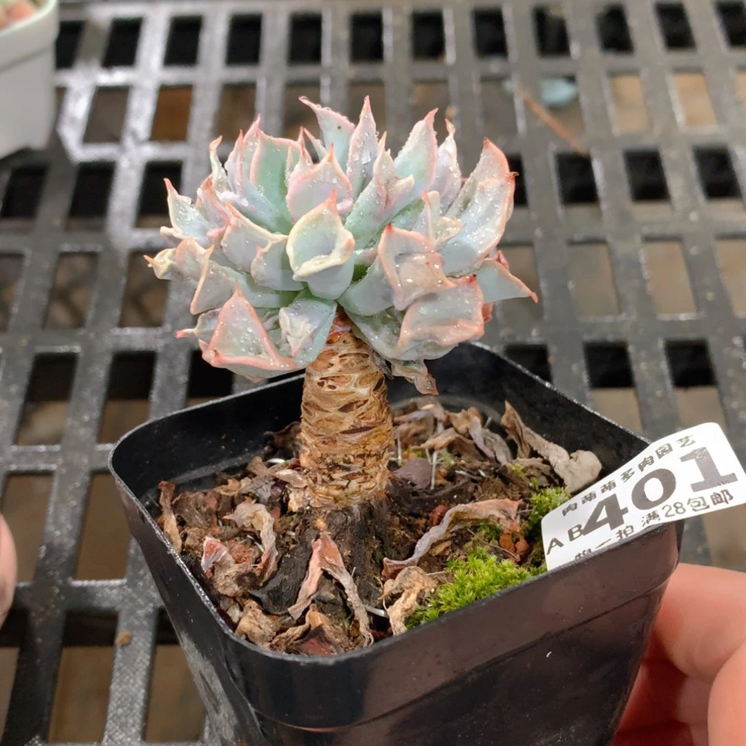 肉萌萌拇指盆精控多肉AB401