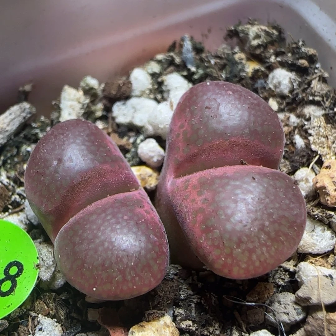 漂漂亮亮多肉植物818