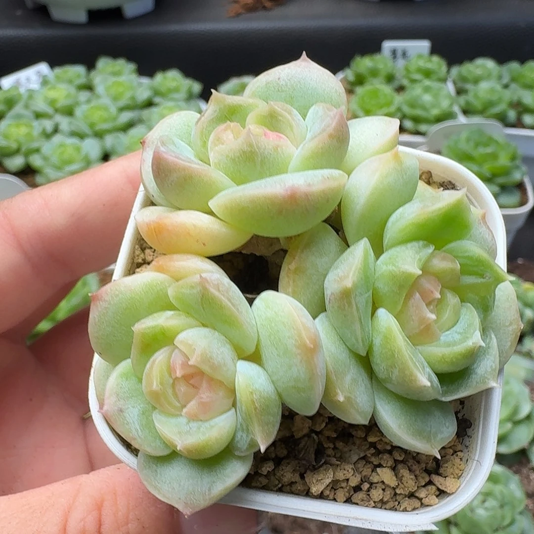 一物一拍一物一拍916-467