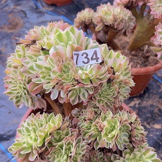 玉***花多肉植物一个女巫追