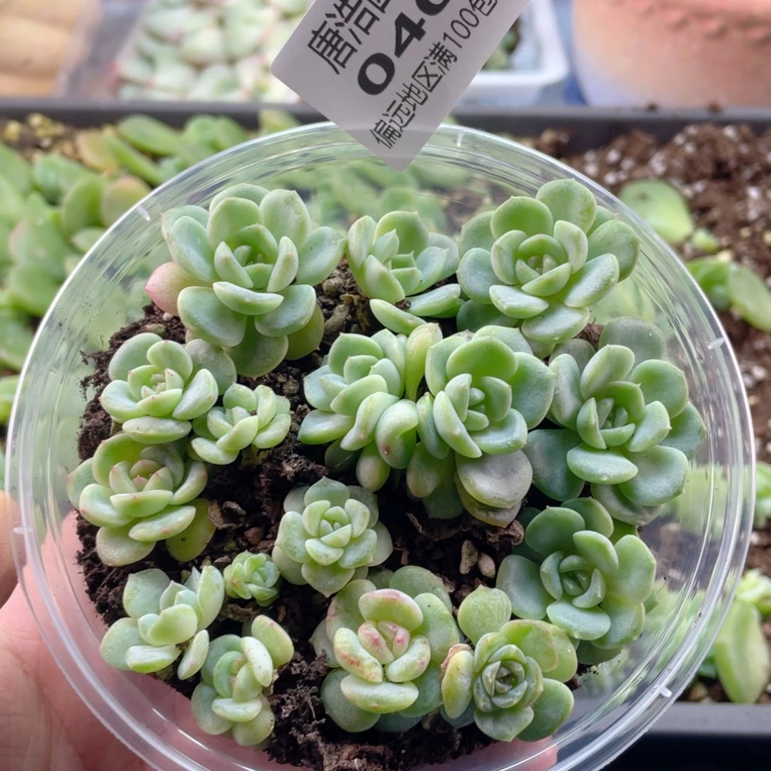 甜心混一物一拍040..