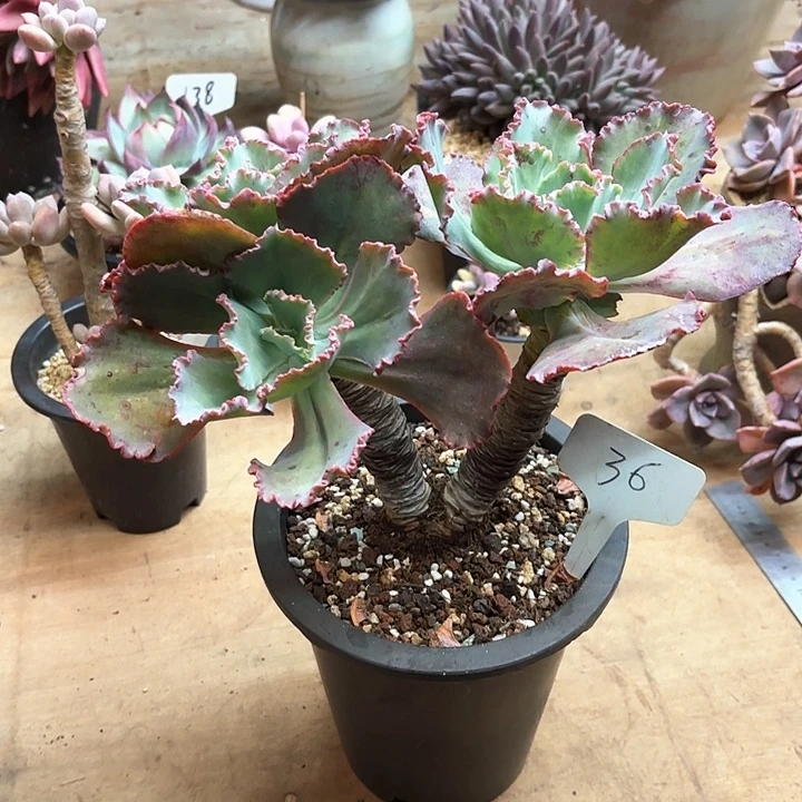 多肉植物，舞会红群36号