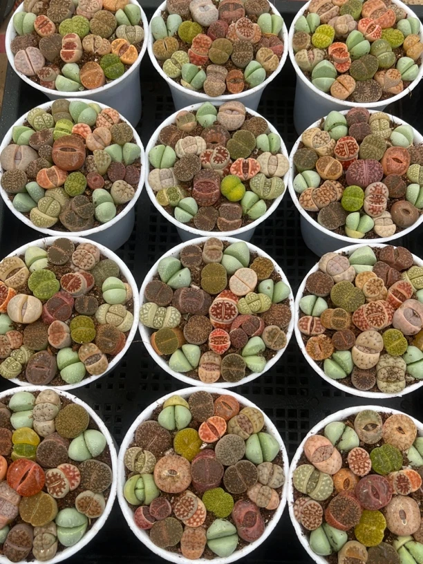 精品彩色屁屁生石花万象盆 随机一盆发货