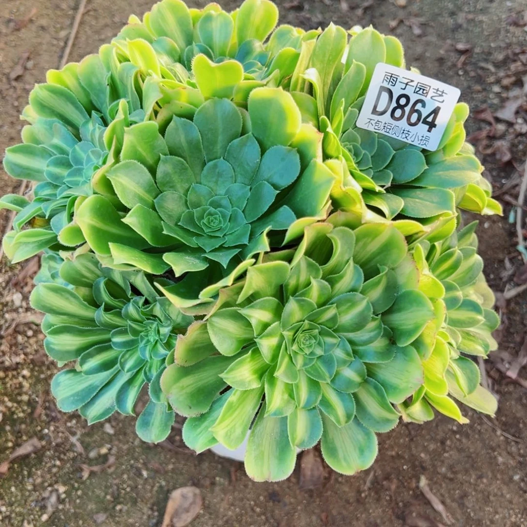 864翡翠琉璃雨子多肉植物