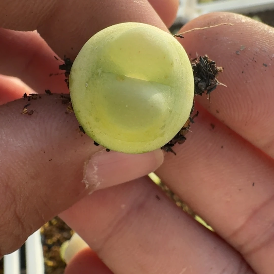 欢***猫欢乐猫005拉登一一