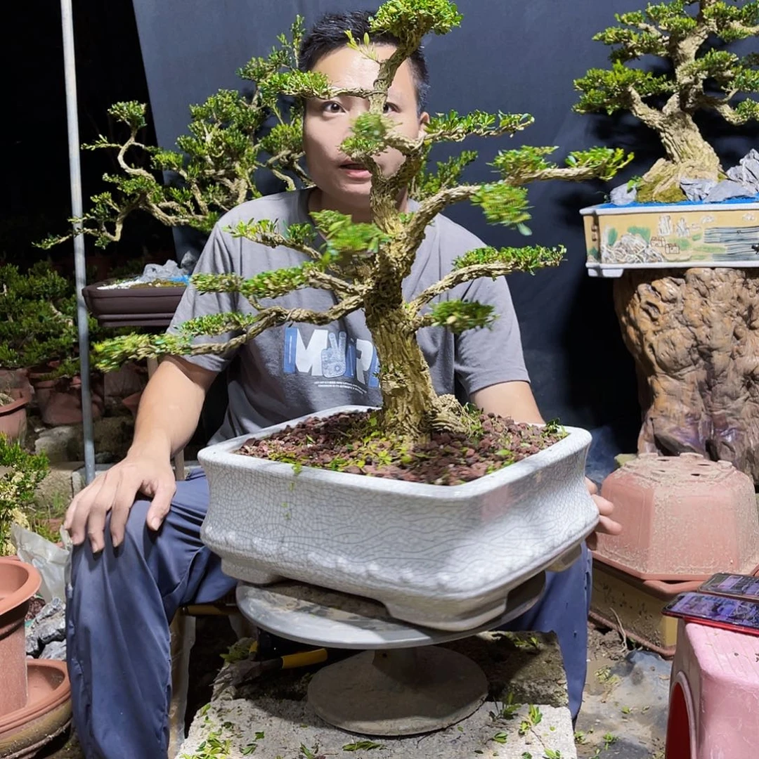 当前无花栽培后可以开花