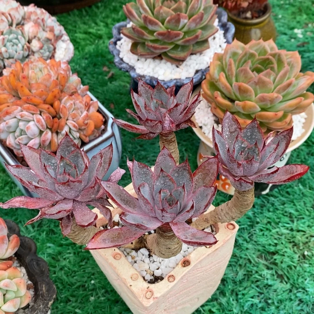 赫拉多肉植物盆栽