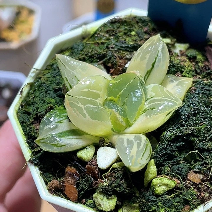 714莫迪卡錦一物