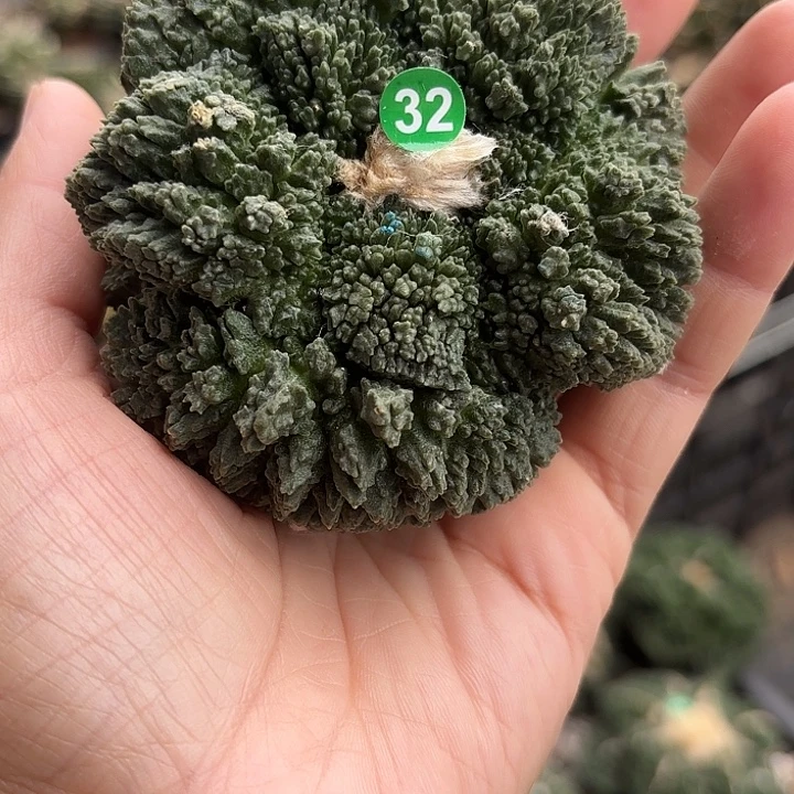 苗接落地仙人球32