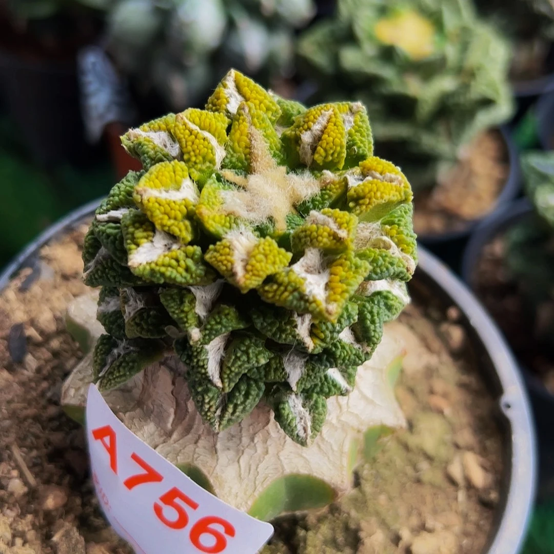 颗粒黑牡丹锦仙人球756