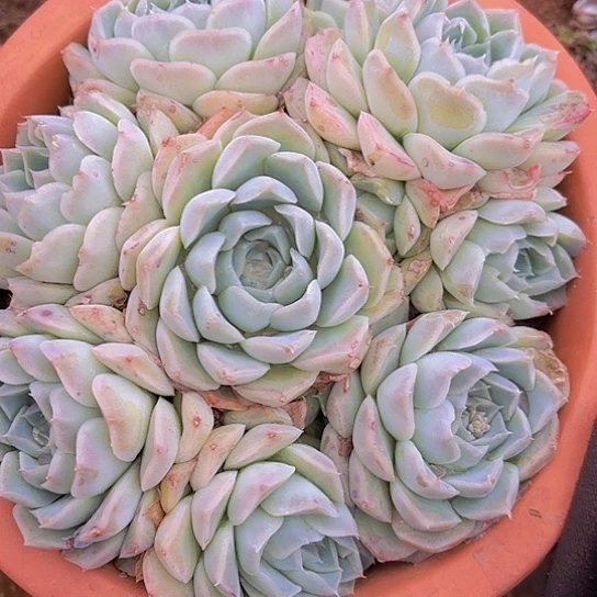 多肉植物。。。。。。。。。。。。。。。。