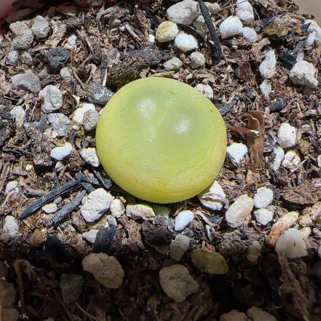 熊*熊肉锥多肉植物百科-386