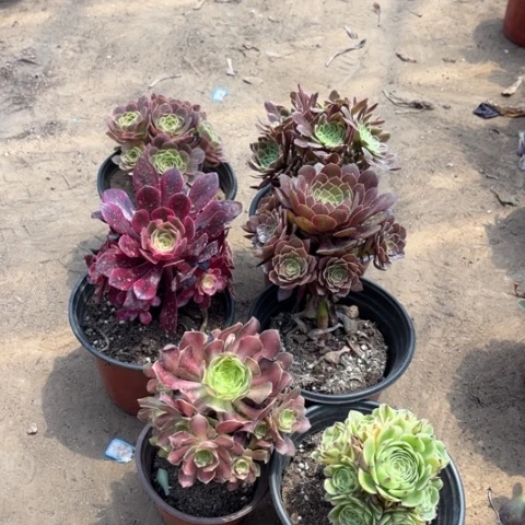 464多肉植物组合