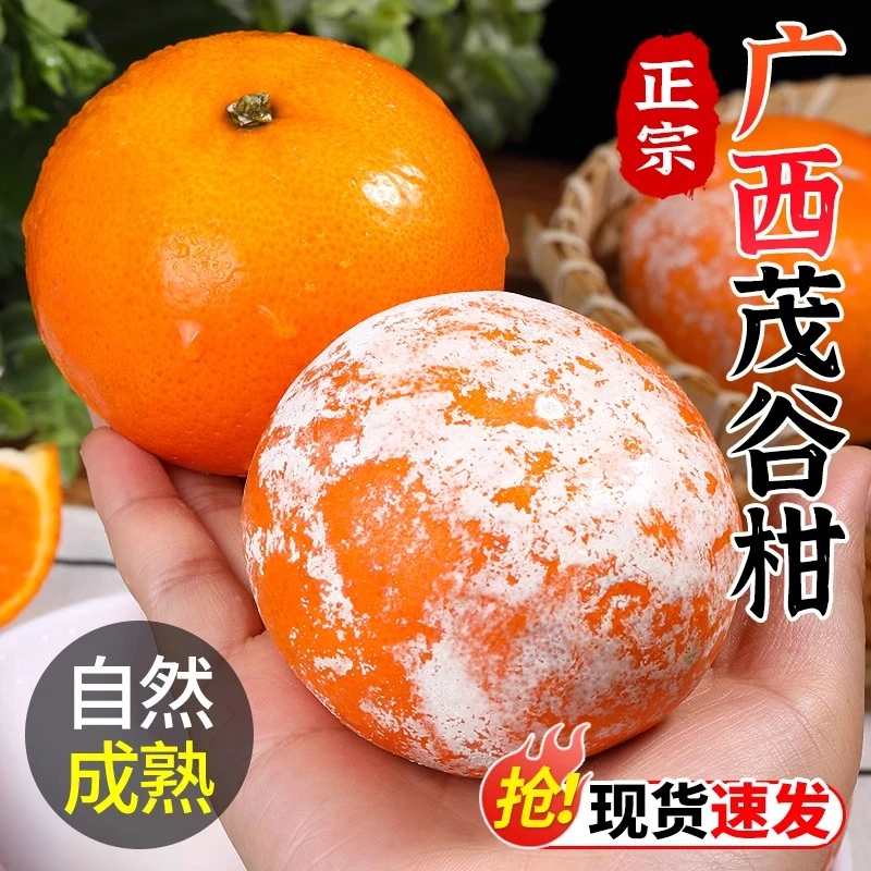 正宗广西茂谷柑新鲜现摘应季孕妇水果5/9斤广西武鸣茂谷柑脏脏柑