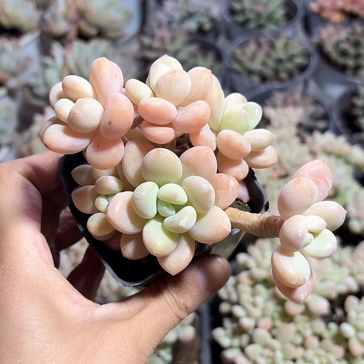 1****2x n x c b x x g 184