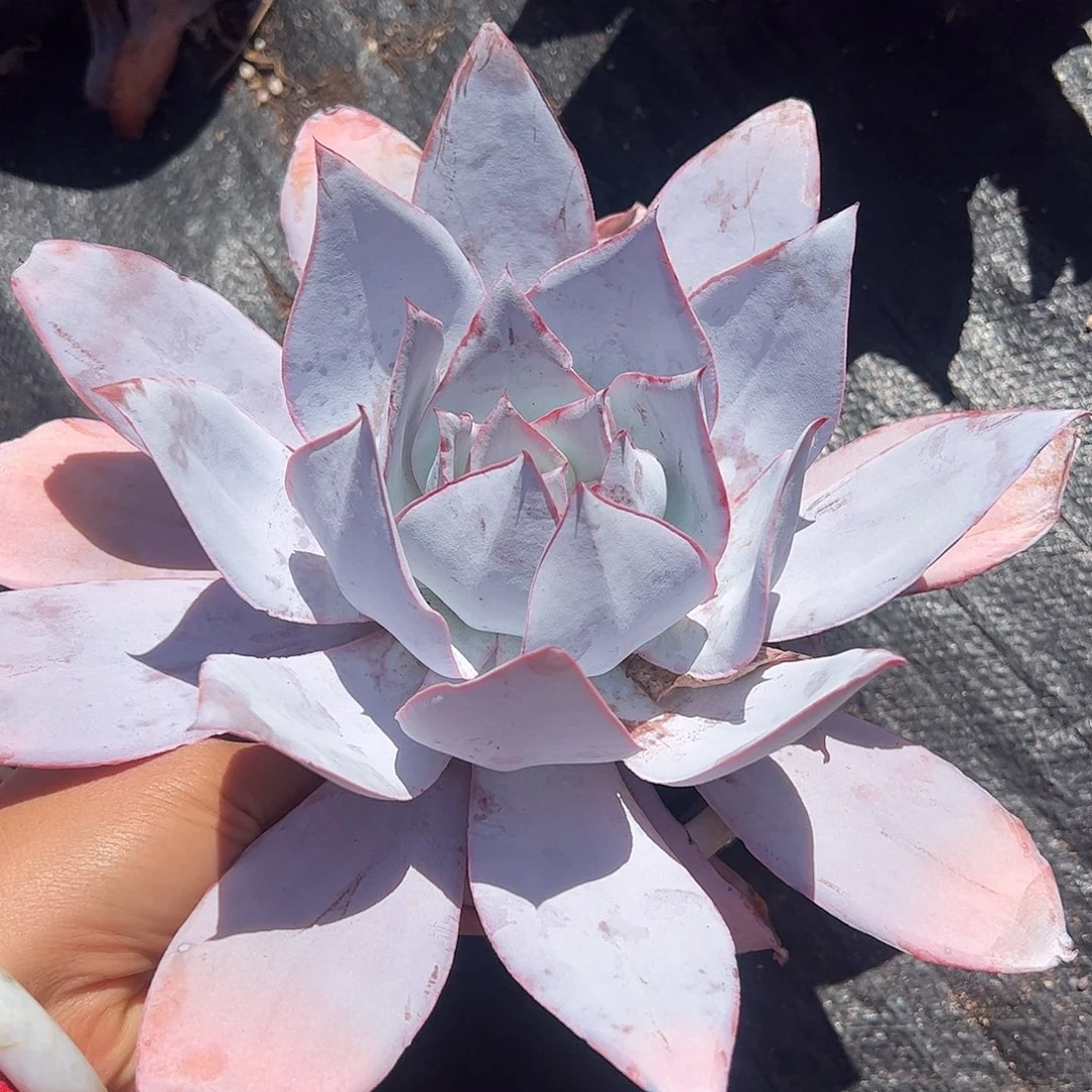 广寒宫大单头，一物一拍