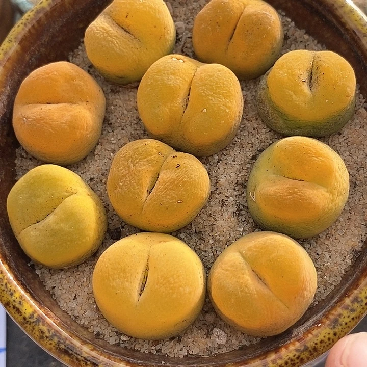 26517单头黄桃母本一颗