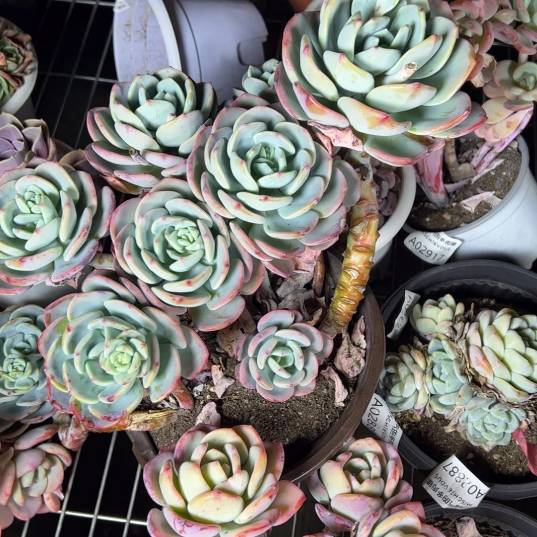 白月光五头起发整桩