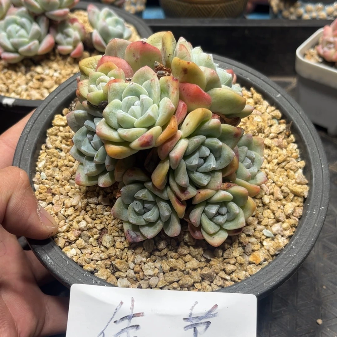 佳节专拍冰玉群生老桩